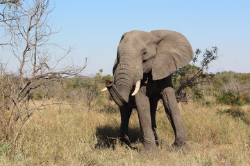 Obraz premium Afrikanischer Elefant / African elephant / Loxodonta africana