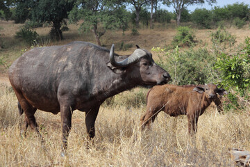 Fototapeta premium Kaffernbüffel / African buffalo / Syncerus caffer.