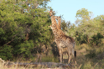 Giraffe / Giraffe / Giraffa camelopardalis