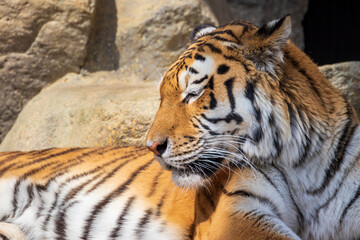 気持ちよさそうに太陽の光を浴びるトラ