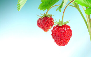 Sweet red berries of forest strawberry on an abstract blue background.