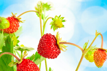 Sweet red berries of forest strawberry on an abstract blue background.