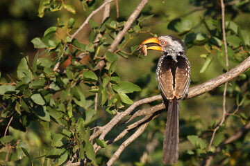 Südlicher Gelbschnabeltoko / Southern yellow-billed hornbill / Tockus leucomelas