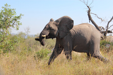Fototapeta premium Afrikanischer Elefant / African elephant / Loxodonta africana...