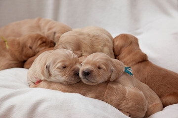 puppies in the foreground