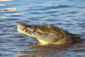 Nilkrokodil / Nile crocodile / Crocodylus niloticus