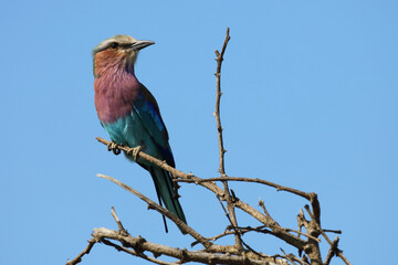 Gabelracke / Lilacbreasted roller / Coracias caudata