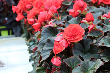 Side view of pink begonia plants on a table