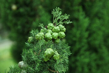 Cypress branch with green cones in the summer garden