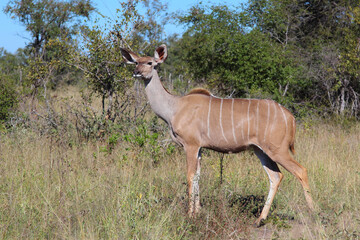 Fototapeta premium Großer Kudu / Greater kudu / Tragelaphus strepsiceros.