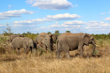 Afrikanischer Elefant / African elephant / Loxodonta africana...