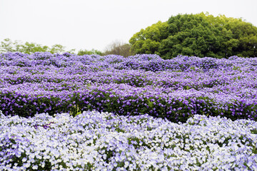 花博記念公園 鶴見緑地の花