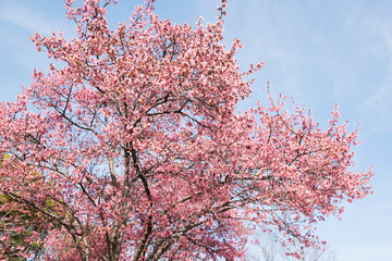 桜の木