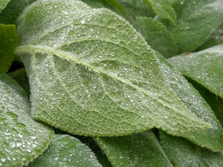 leaf with water drops