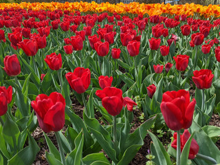 field of tulips