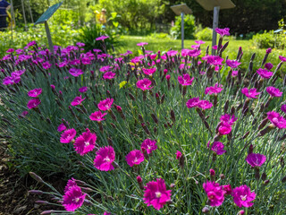 purple and yellow flowers