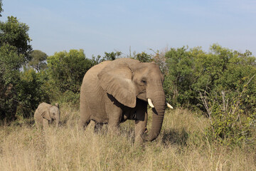 Fototapeta premium Afrikanischer Elefant / African elephant / Loxodonta africana....