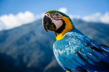 Guacamaya 212 © RalEnrique