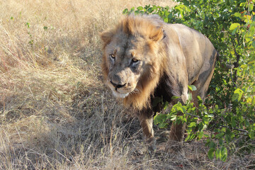 Afrikanischer Löwe / African lion / Panthera leo.