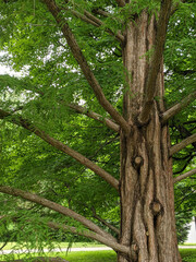 tree in the forest