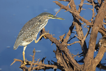 Mangrovenreiher / Green-backed heron / Butorides striatus