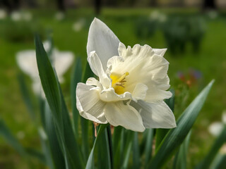 Fototapeta premium white narcissus in the garden