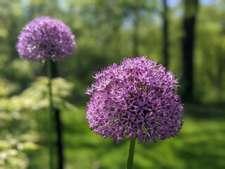 Fototapeta premium flower