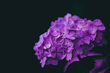 紫陽花
Hydrangea