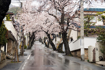 雨の日の桜のトンネル