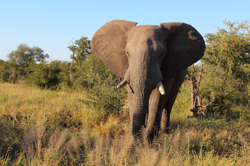 Fototapeta premium Afrikanischer Elefant / African elephant / Loxodonta africana