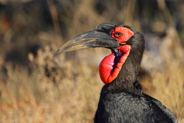 Kaffernhornrabe / Southern ground hornbill / Bucorvus leadbeateri