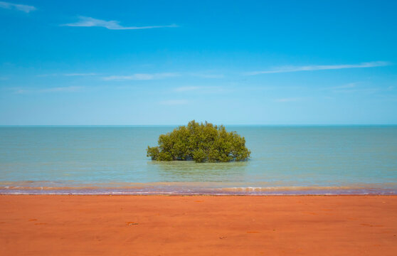 Mangrove Tree In Roebuck Bay