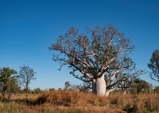 Mature boab tree