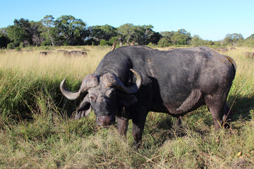 Obraz premium Kaffernbüffel und Rotschnabel-Madenhacker / African buffalo and Red-billed oxpecker / Syncerus caffer et Buphagus erythrorhynchus..