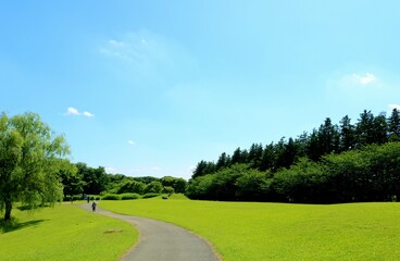 Fototapeta premium 初夏 散策路 爽やかな 風景