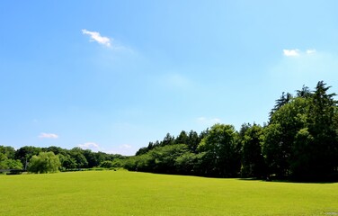 初夏　緑　風景