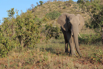 Obraz premium Afrikanischer Elefant / African elephant / Loxodonta africana