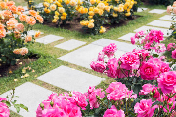 中之島公園のバラ園