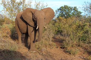 Fototapeta premium Afrikanischer Elefant / African elephant / Loxodonta africana