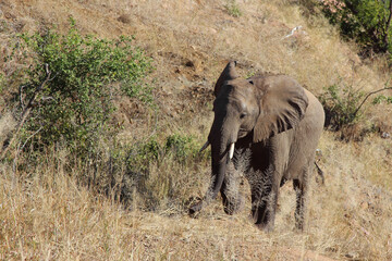 Obraz na płótnie Canvas Afrikanischer Elefant / African elephant / Loxodonta africana...
