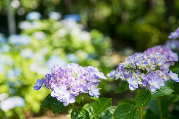 紫陽花