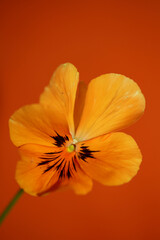 Orange viola flower blossom family violaceae close up botanical background modern high quality big size print