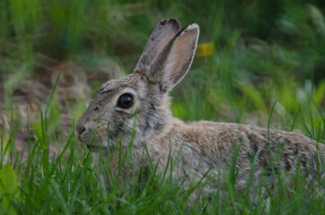 Naklejka na ściany i meble A rabbit in the tall grass.