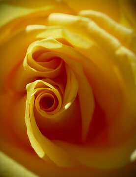 yellow rose close up