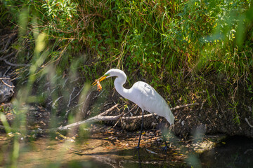 Great Egret (Ardea alba) holds a crayfish in its beak.	