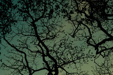 Silhouette trees with beautiful sky background, forest