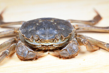 Fresh river crabs on the cutting board