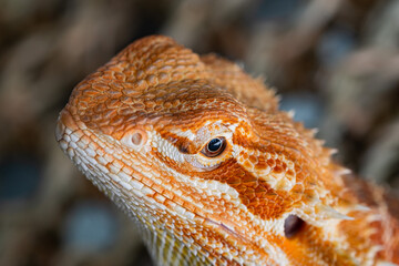 closeup bearded dragon on ground with blur background