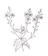 speedwell, bird's eye, gypsyweed, Blue summer flowers, botanical sketch, black and white drawing on a white background