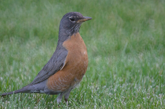 An alert robin standing on grass.
